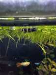 3 casais de clown killifish