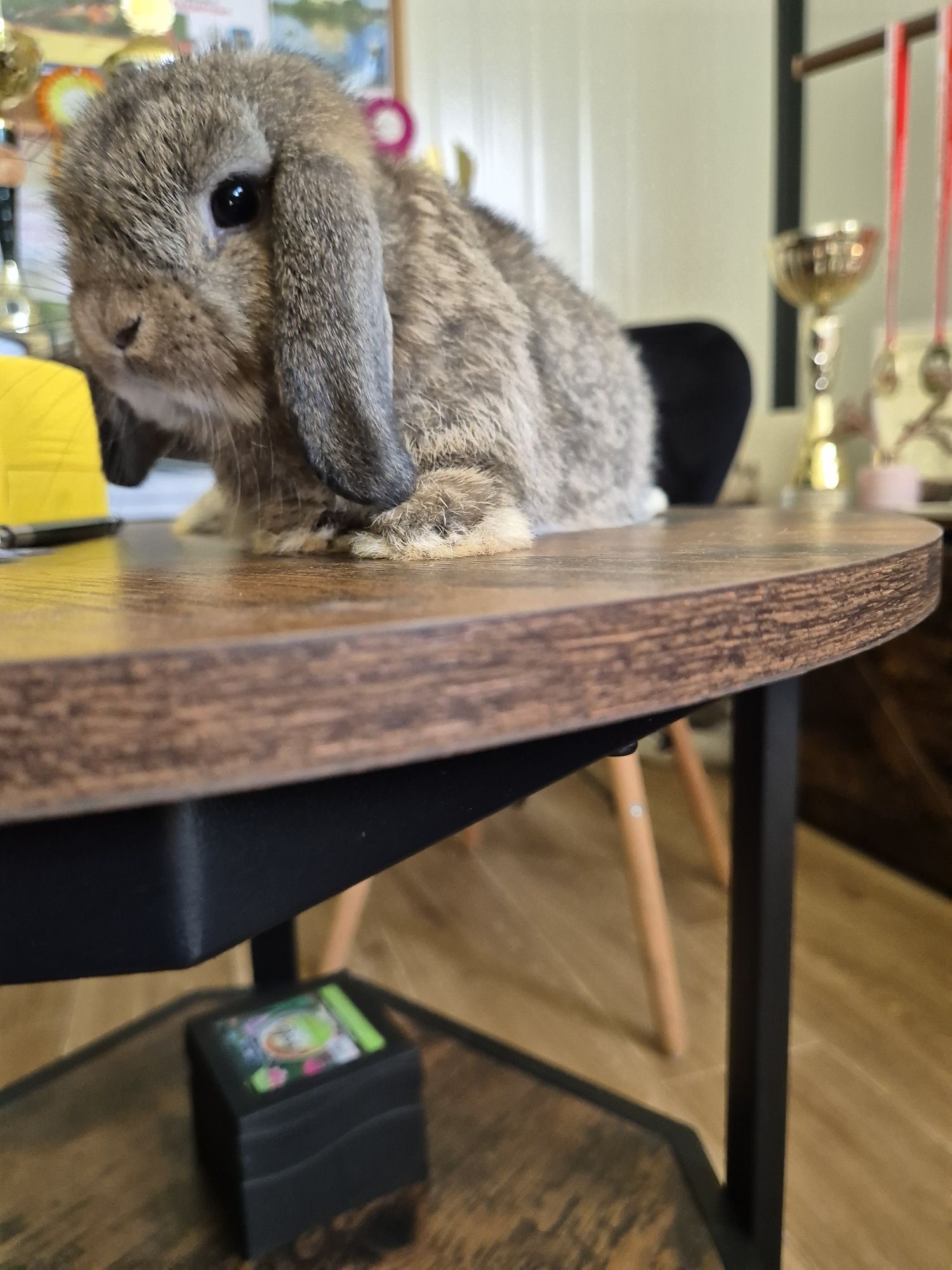 Króliczki Mini lop rasowe