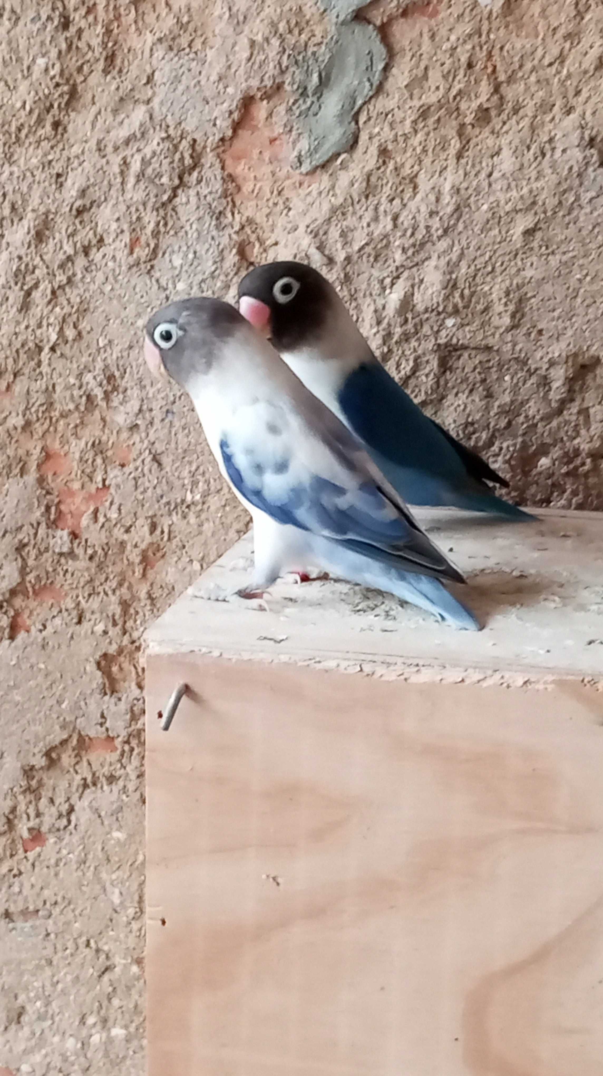 Casal agapórnis personata