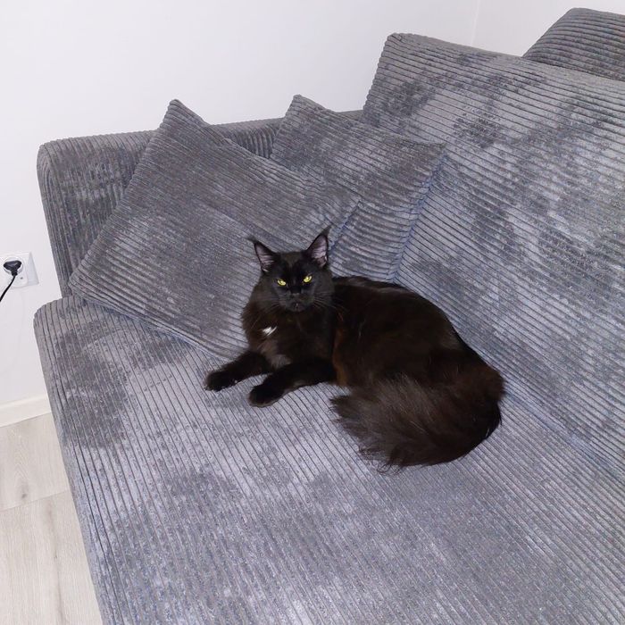 Maine Coon kocięta do rezerwacji