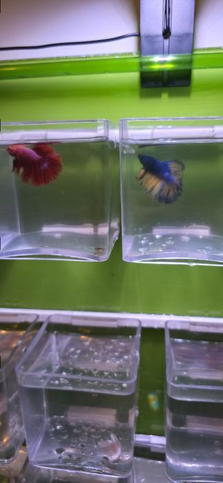 Betta Halfmoon Super Red e Mustard Gas