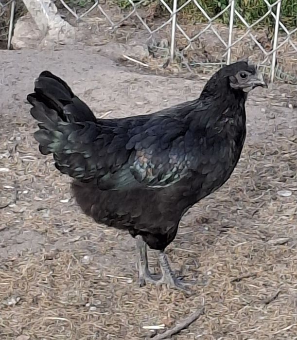 Kogut AyamCemani