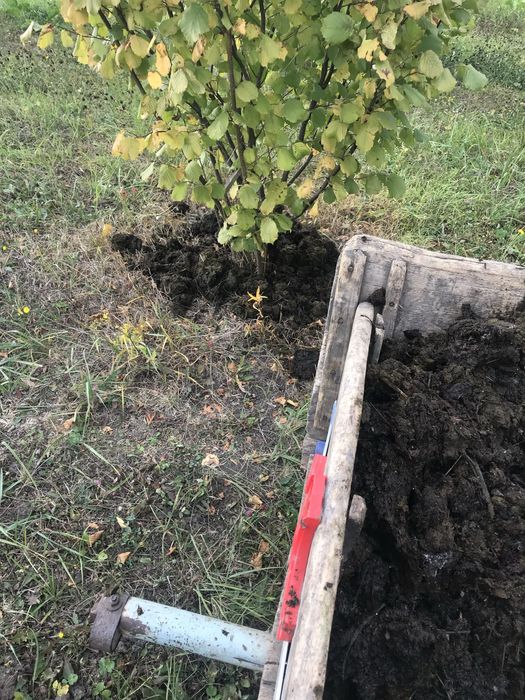 Горіх фундук урожай 2025.