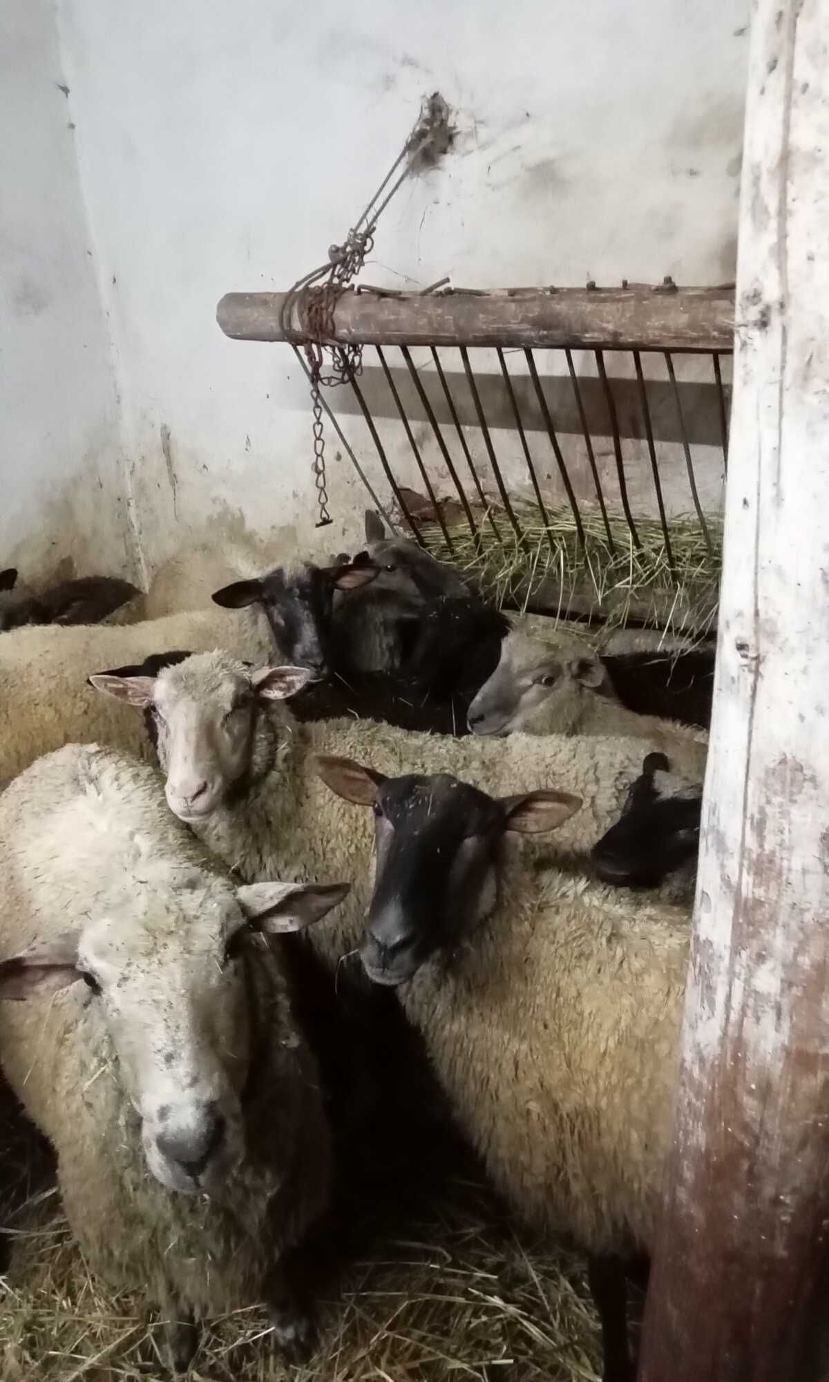 Owce jagnięta baranki