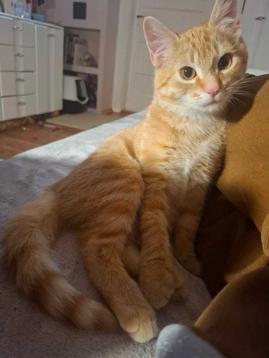 Mieciu do adopcji