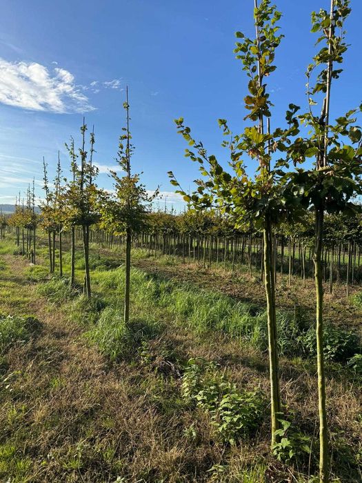 Buk pospolity 8-10, 10-12, 12-14, 14-16