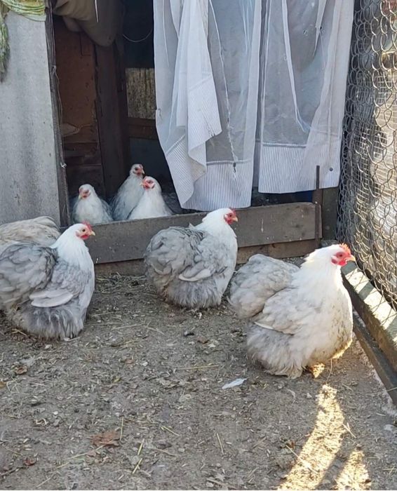 Карликові кохінхіни бобтейл. Інкубаційні яйця,молодь  та дорослі кури