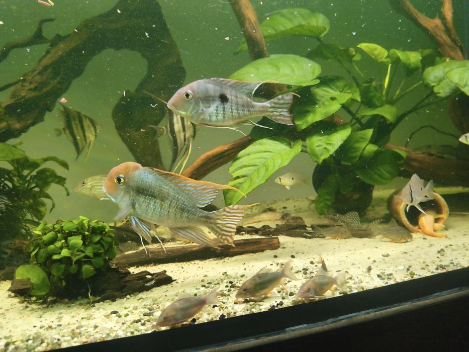 Ziemiojad Geophagus Red head tapajos