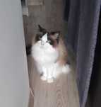 Piękny Kot rasy Ragdoll - okazja - Wawa