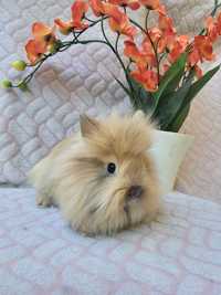 Karzełek Teddy  , królik miniaturka  , króliki miniaturki