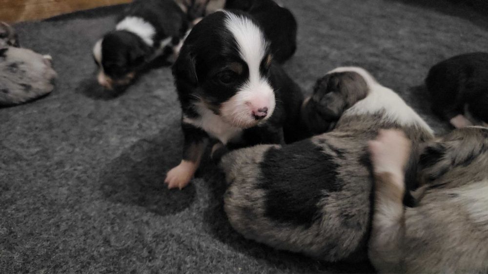 щенки бордео колли КСУ