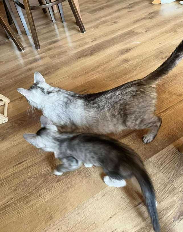 Urocze kociaki polecają się do adopcji:)