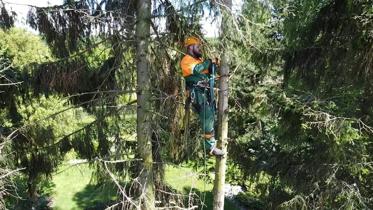 Drwal, arborysta, wycinka, ścinka, przycinanie drzew