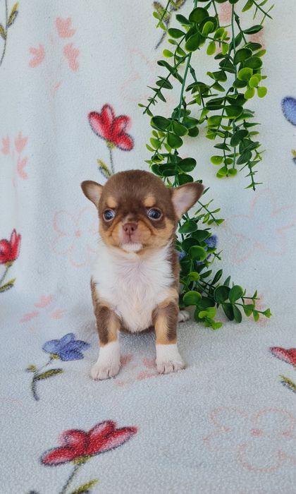 Excecional menina semi pelo Chihuahua/chihuahua de Qualidade