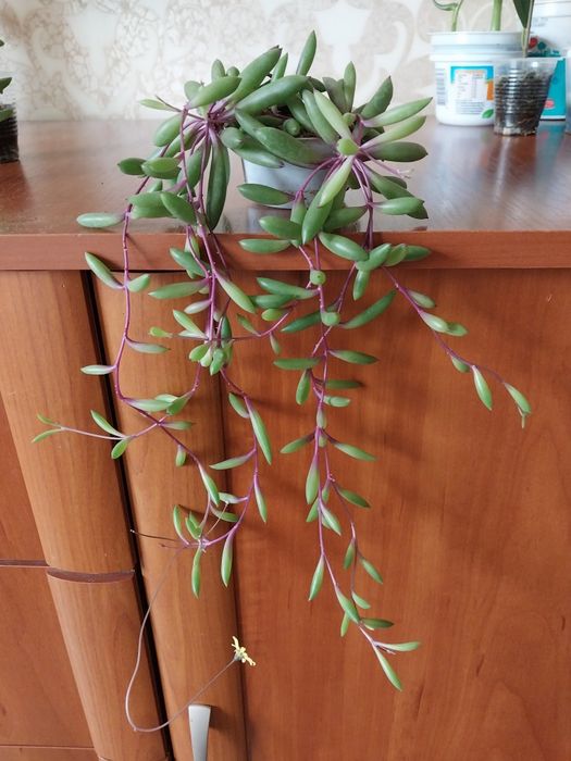 Квіти кімнатні на обмін