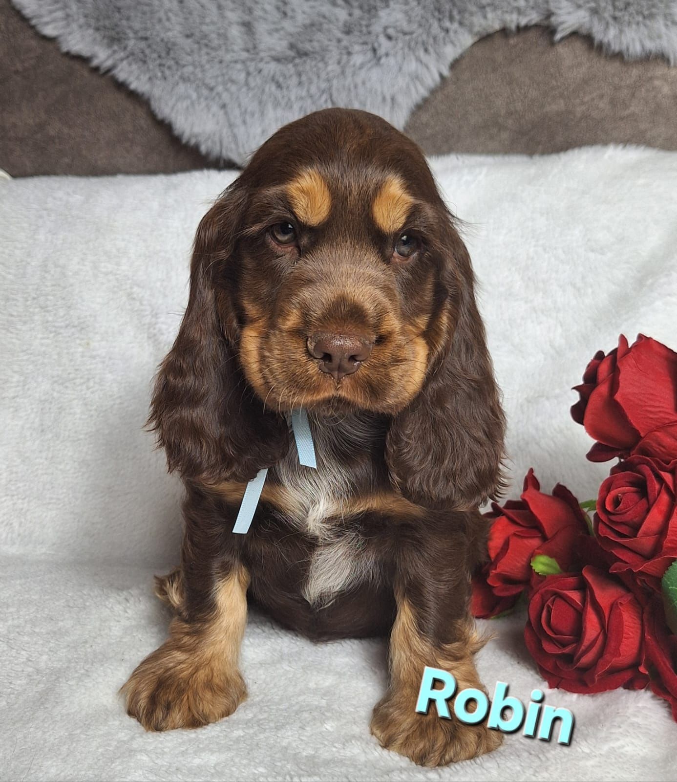 Cocker spaniel angielski - czekoladowo podpalany piesek