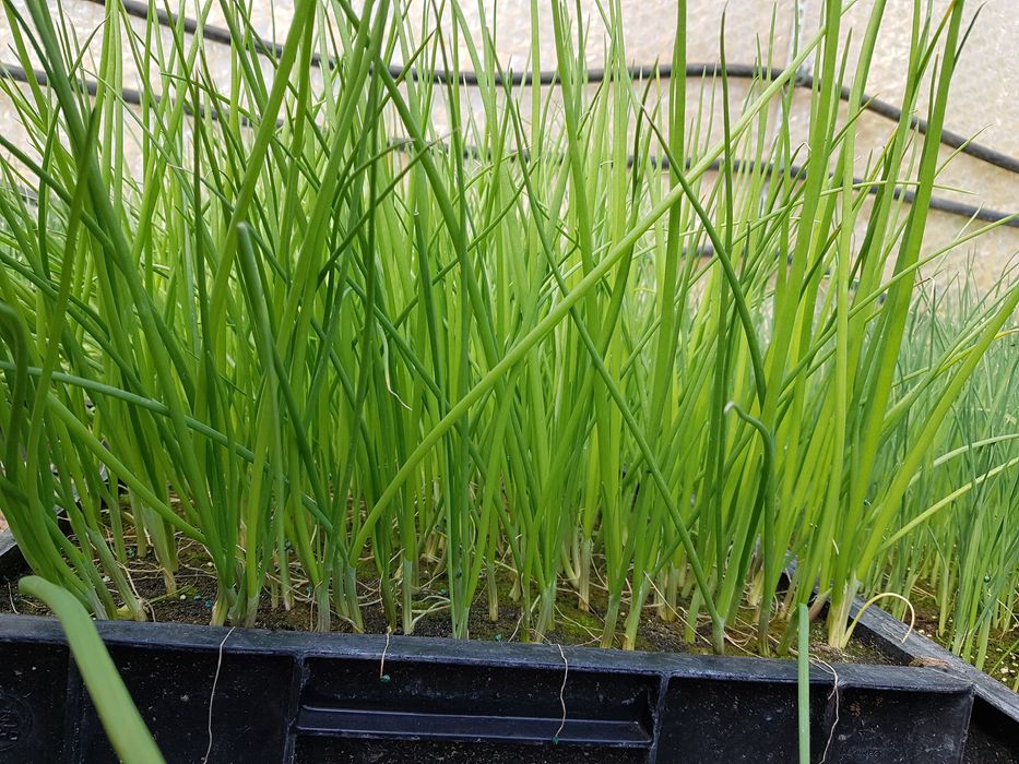 Rozsady warzyw Kapusta Por Pomidor Dyno