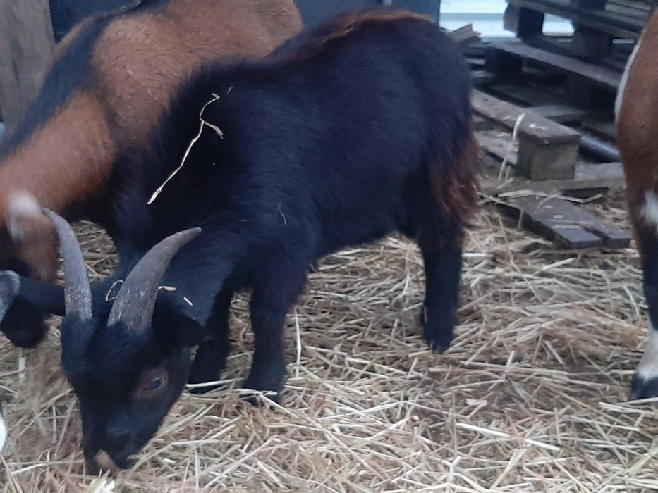 Venfo cabrito de raça anão