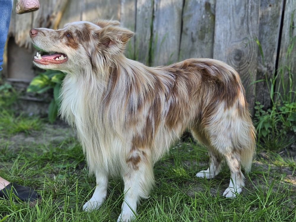 Reproduktor Border Collie