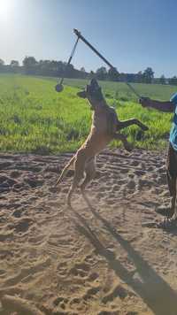 Owczarek belgijski malinois