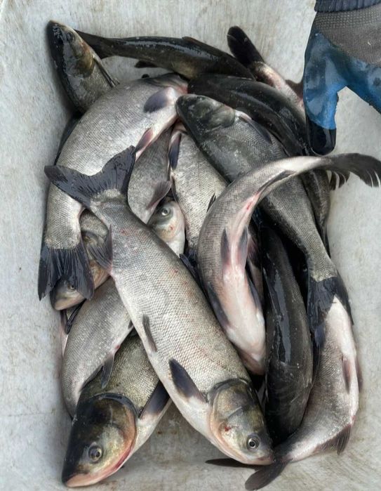 Продам живу рибу оптом і в роздріб мальок