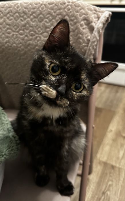 Молода лагідна кішечка черепашка кошеня до року шукає родину