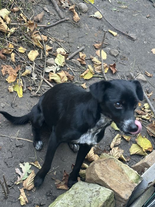 Oddam kundelka w dobre rece