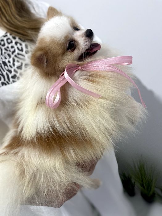 Померанські шпіци — Не зволікайте  таких залишилось лише 2!