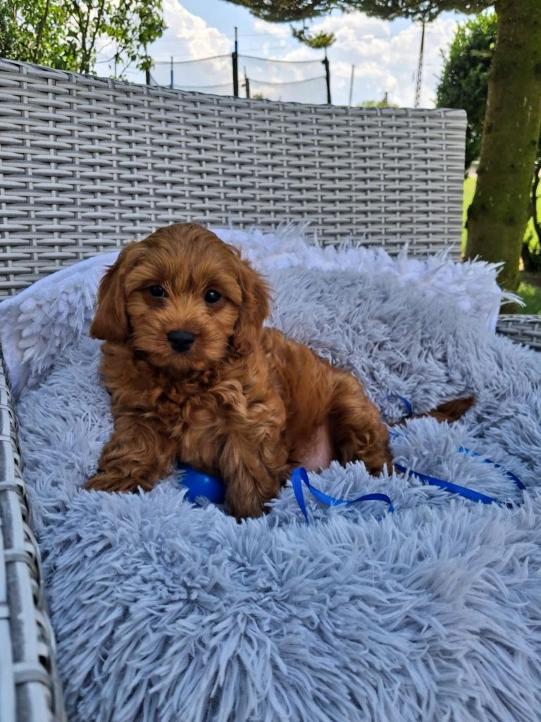 Śliczny Piesek Cavapoo