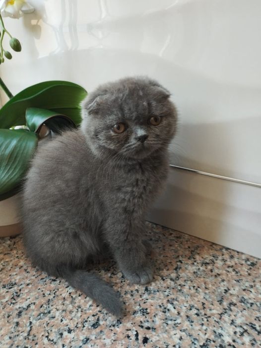 Scottish Fold macho