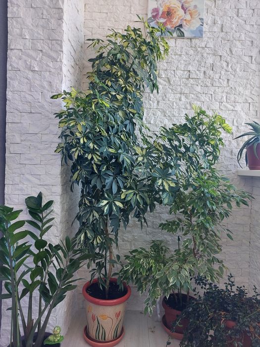 Цветок Шеффлера 9 лет