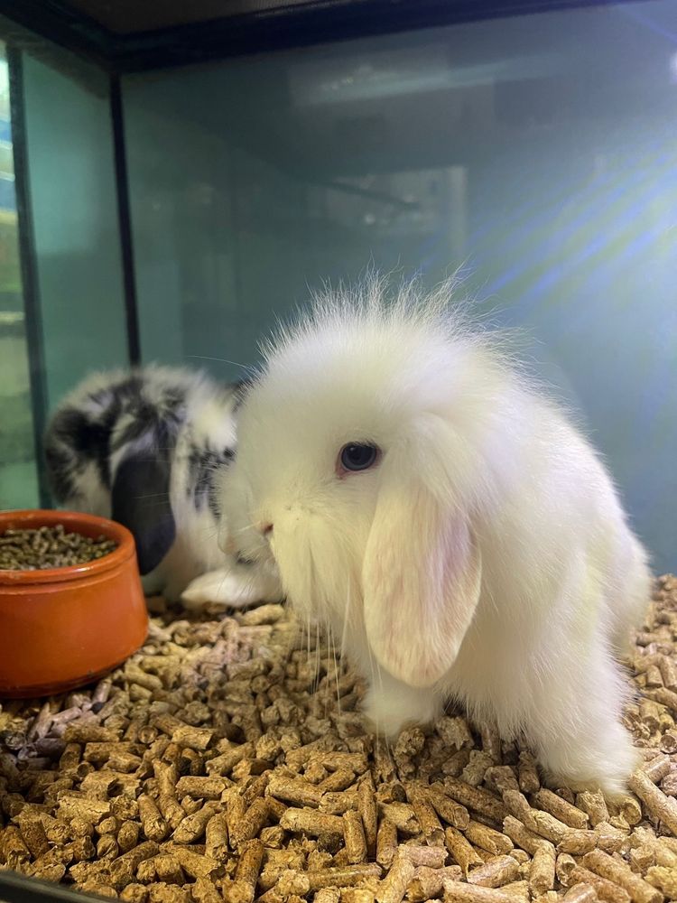Coelhos Anões Mini Lop Belier - LOJA!!