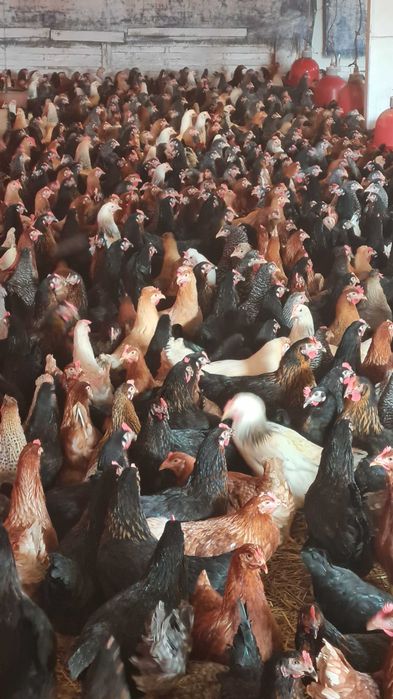 Kury Nioski młode prosto z FERMY od Hodowcy drobiu.Rosa kolorTRANSPORT