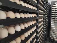 Асортимент інкубаційний яєць