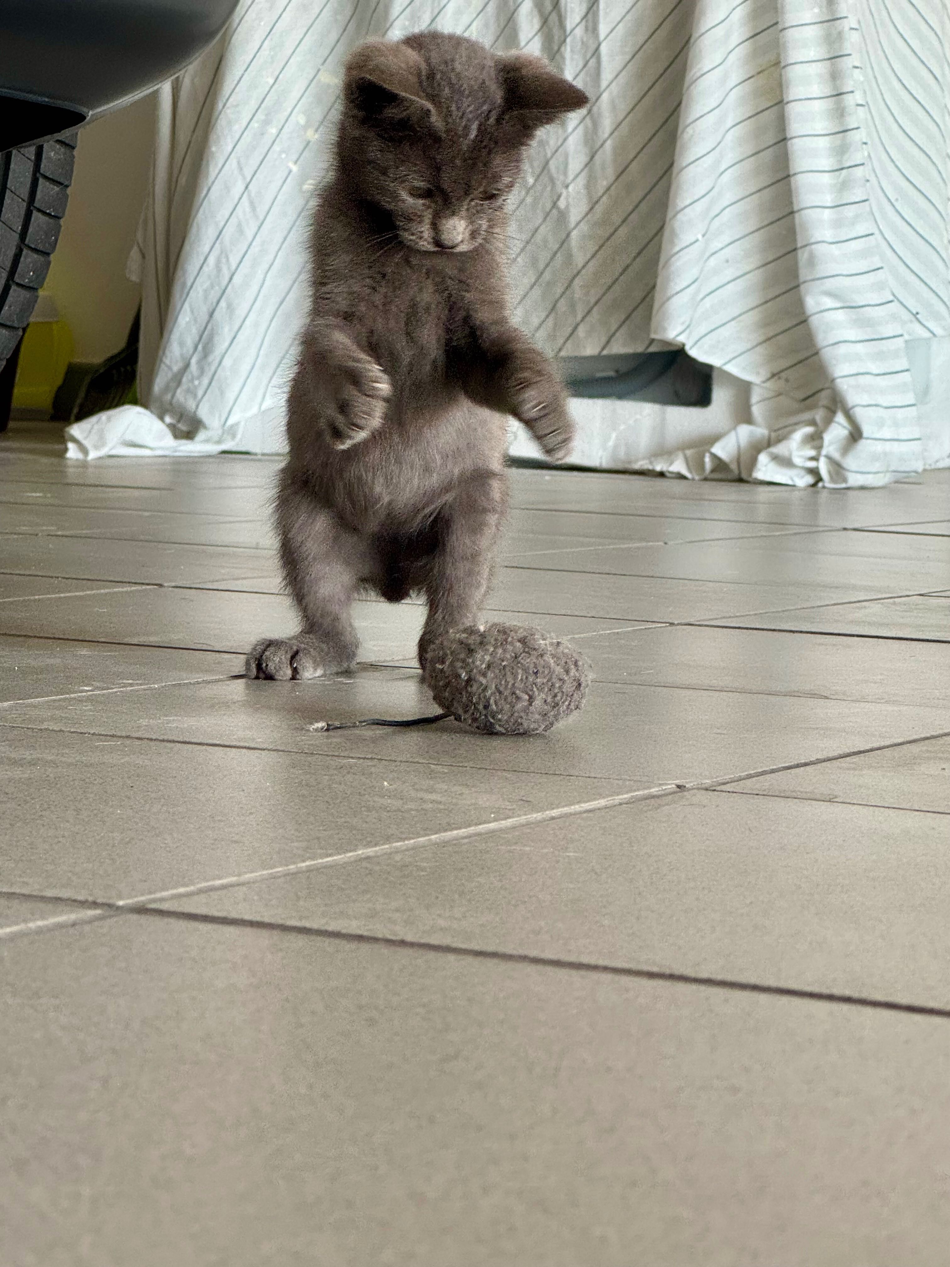Gatinho para adoção