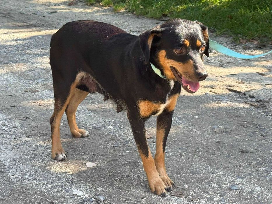 Doli- delikatna sunia do adopcji