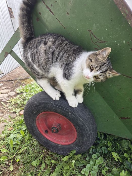 Piękne kotki do adopcji