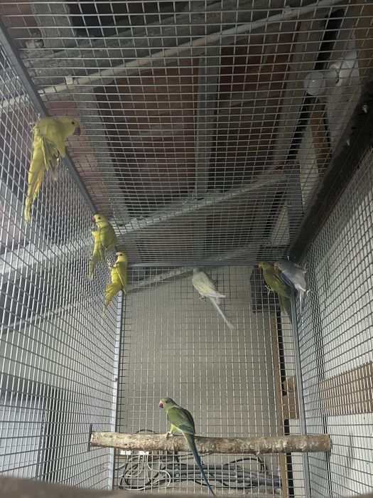 Ring Neck 2025 Sexados