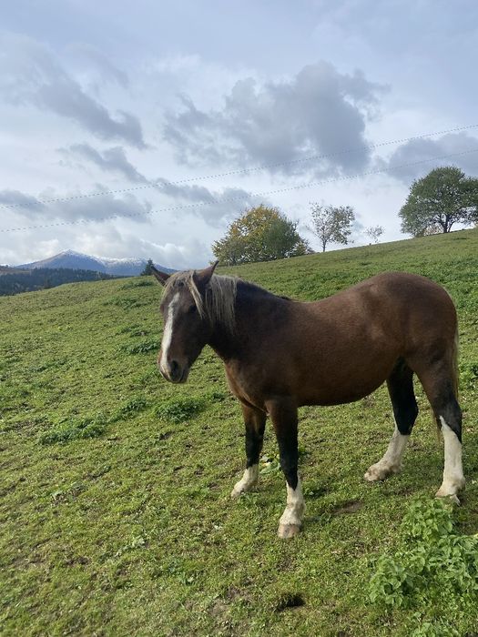 Продам гарного великого коня , 3,5 роки Верховинський рн