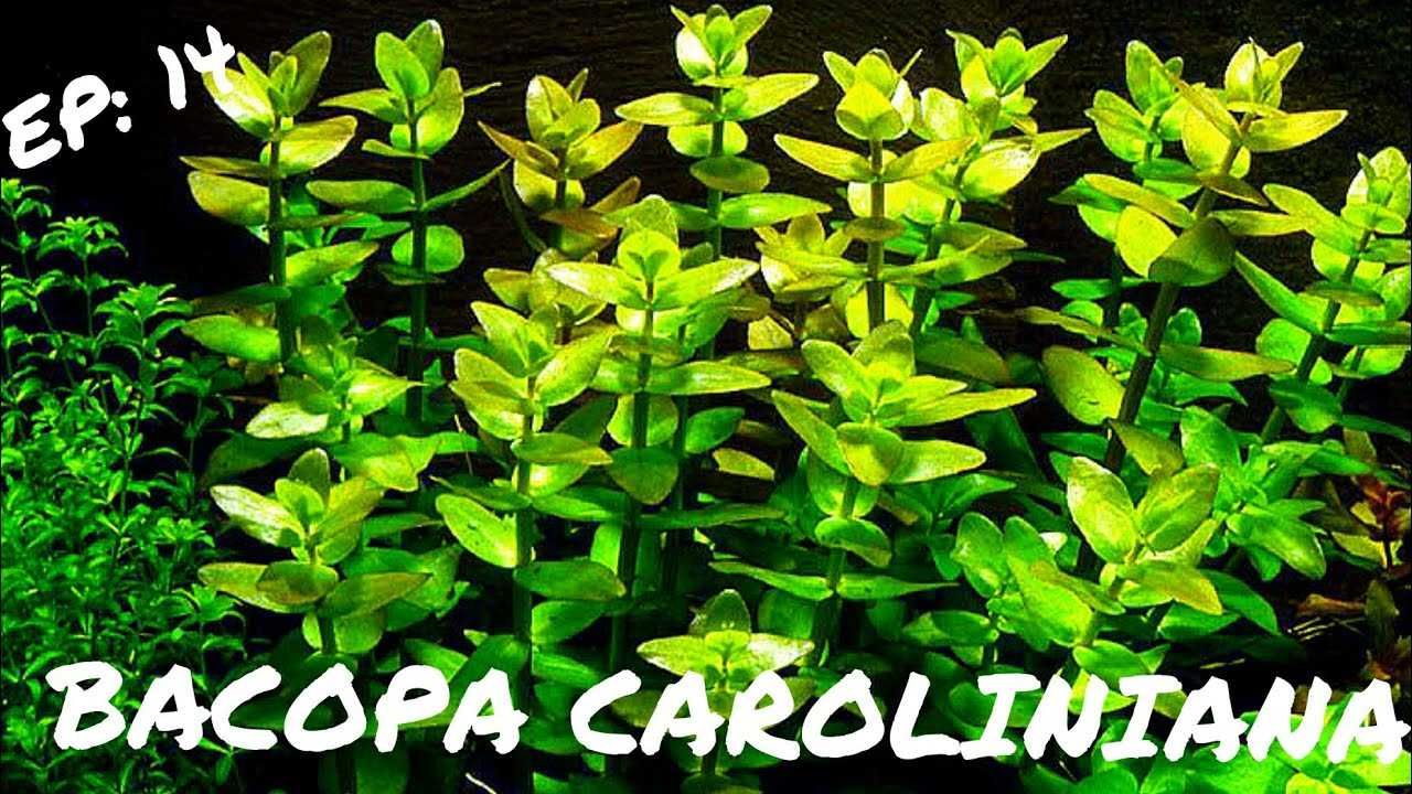 Bacopa Caroliniana – Planta aquática