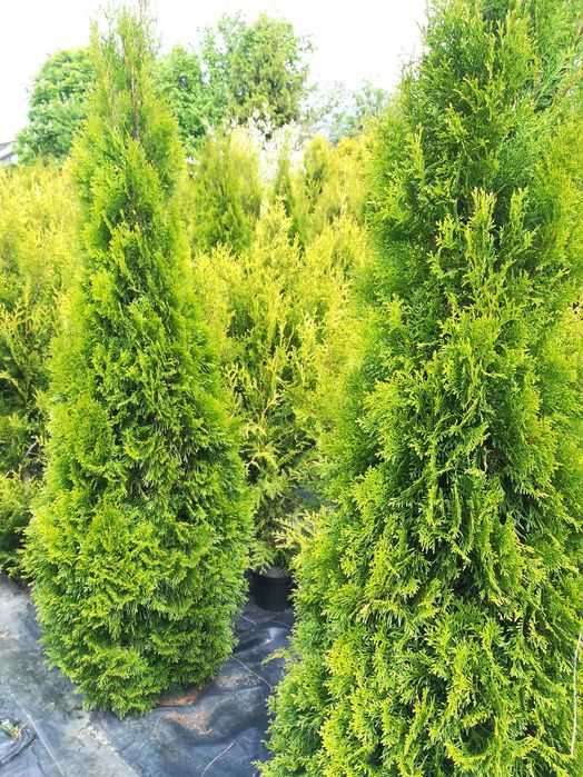 PROMOCJA TUJE z gruntu szmaragd 2 metrowe - stożkowy kształt 80 zł.