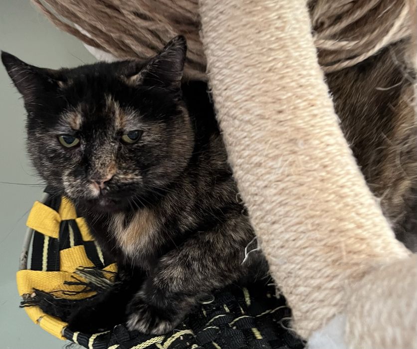 Kociaki szukają domków