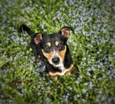 W typie jamnika 2 letni Marcel. Adopcja