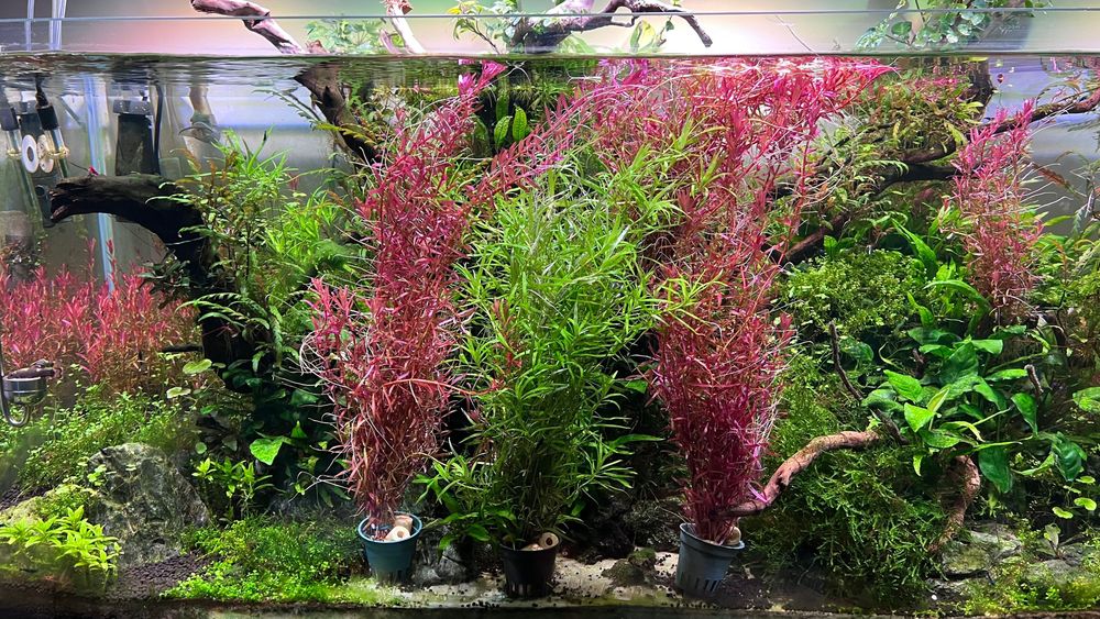 Rośliny akwariowe z przycinki