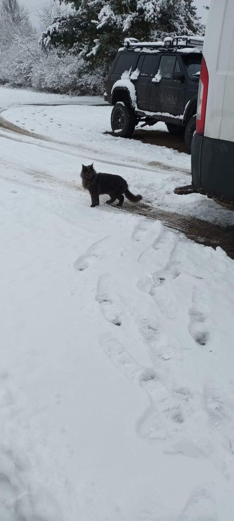 ZAGINĄŁ Kot Lucyfer