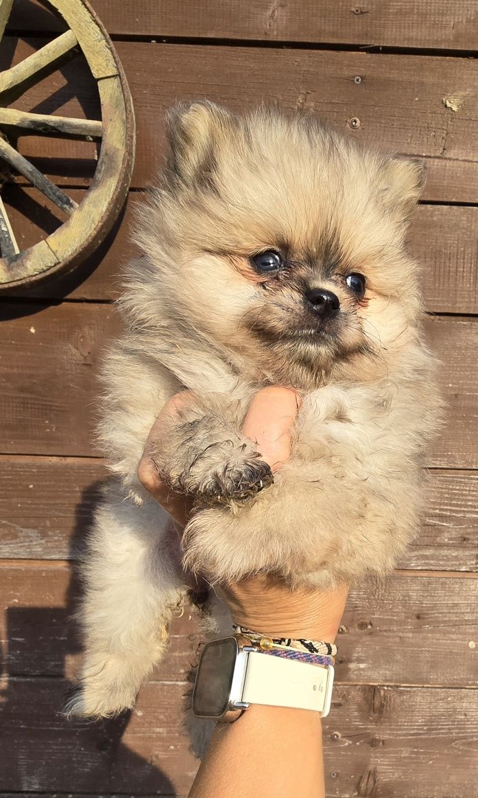 Szpic miniaturowy Pomeranian suczka