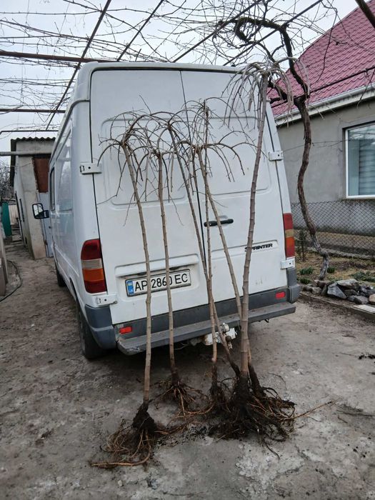 Декоративна шовковиця.