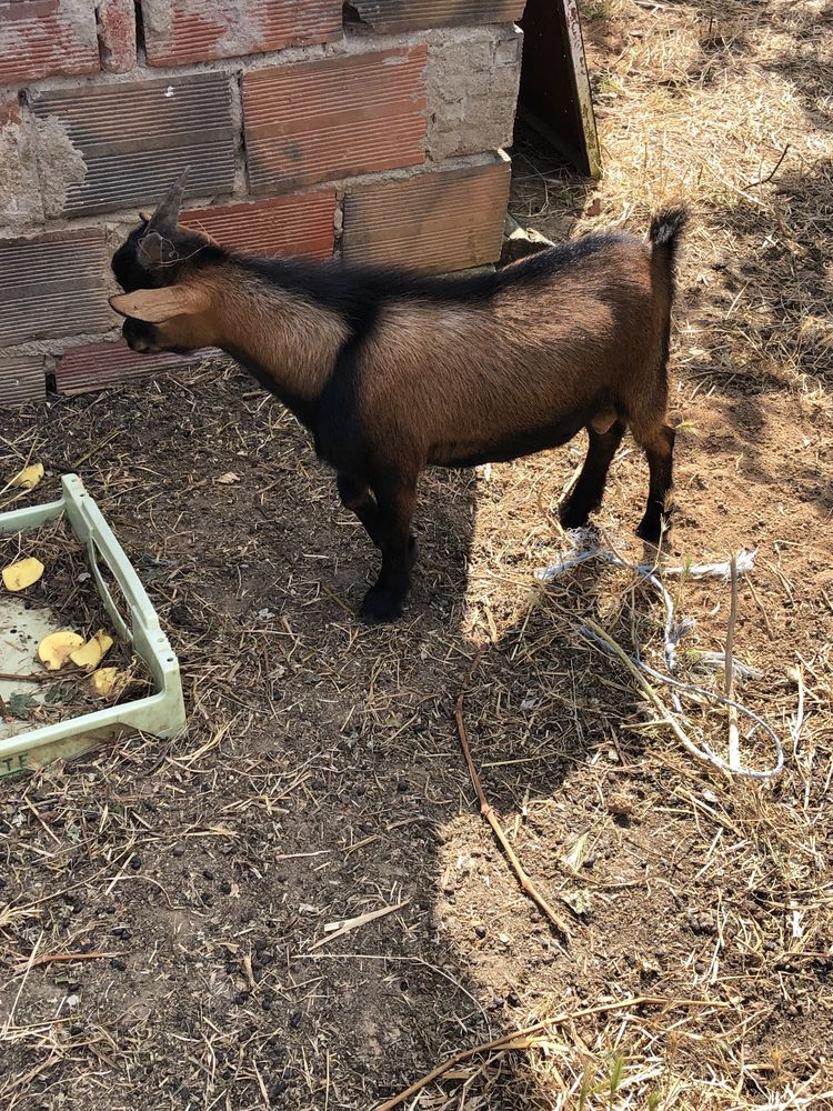 Cabras/chibas - macho e femeas