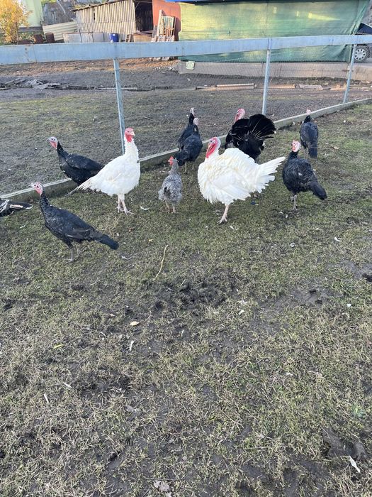 індики породисті