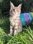 BETTY ... Kotka Maine Coon
